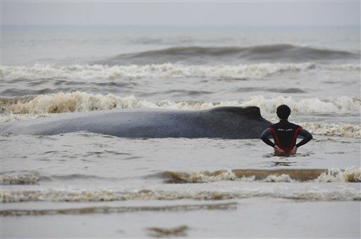Men Mutilate Beached Whale —for a Tasty Snack