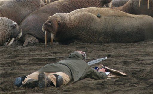 Melting Ice Forces Mobs of Walruses Ashore