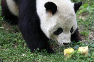China-Japan Relations Strained By ...Dead Panda?