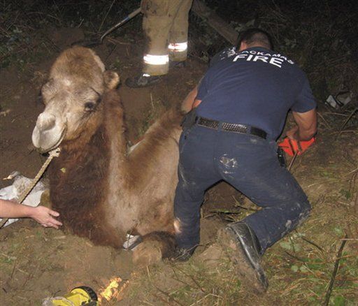 Oregon Firefighters Save Stuck Camel