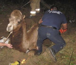 Oregon Firefighters Save Stuck Camel