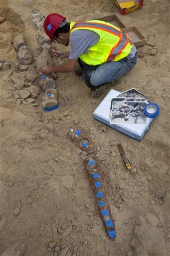 Utility Crew Stumbles on 1.4M-Year-Old Fossils