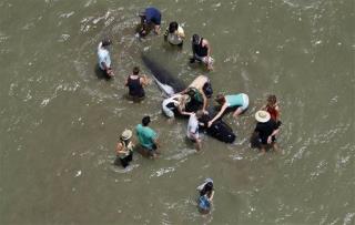 74 Whales Stranded in New Zealand
