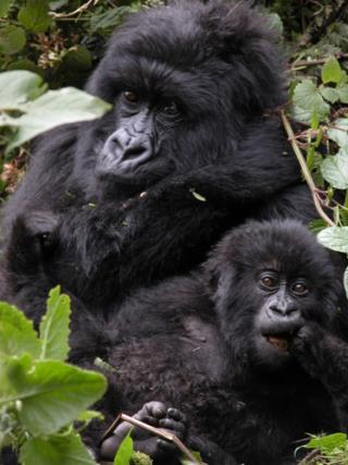 Nations Unite to Save Gorillas