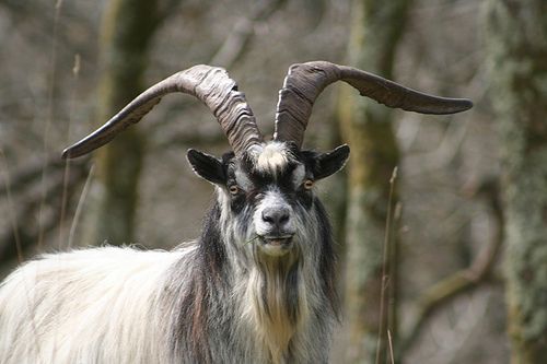 Mountain Goat May Have Killed Man