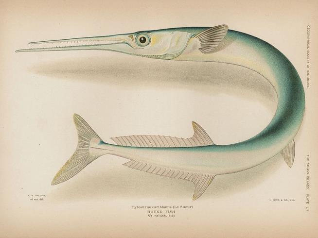 Beware Houndfish: They Stab People