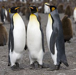 Study: Penguins Not Gay, Just 'Flirting'