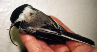 Beak Deformities on the Rise in Northwest