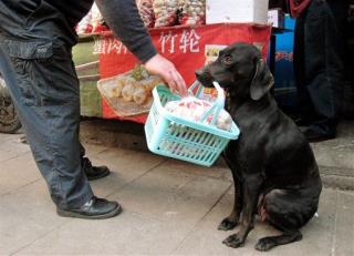Shanghai Unleashing 'One Dog Policy'
