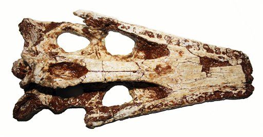Ancient Crocodile Species Discovered