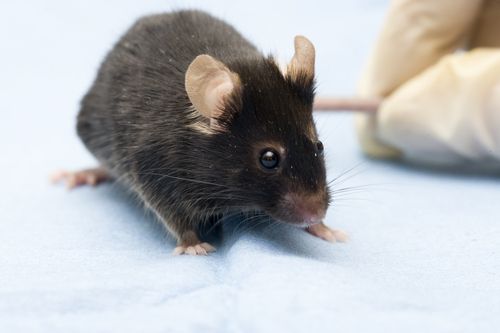 Scientists Reverse Aging in Mice