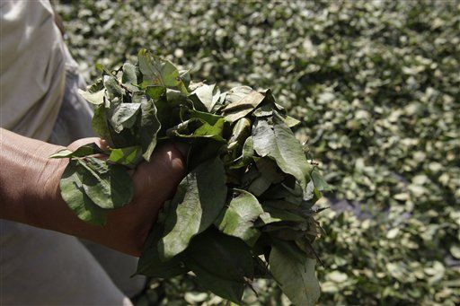 Coca Leaves Chewed Way Earlier Than Thought