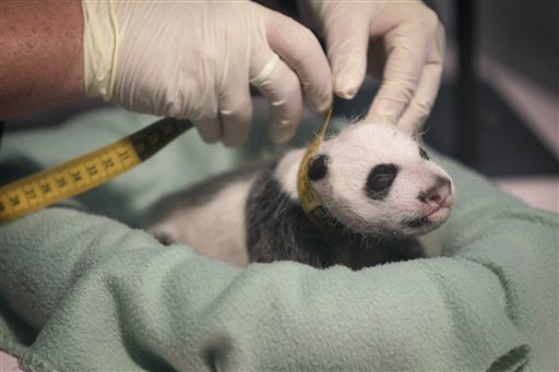 Meet Atlanta's Baby Giant Panda
