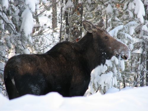 Hunter's Bullet Wounds Moose, Kills Skier