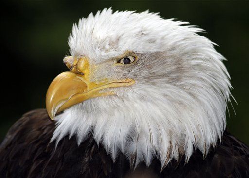 Sanctuary Counts Record Number of Bald Eagles