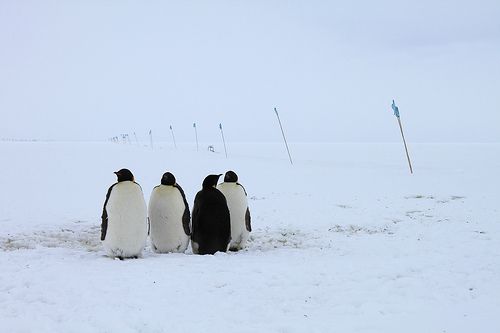 WikiLeaks Off Limits in Antarctica