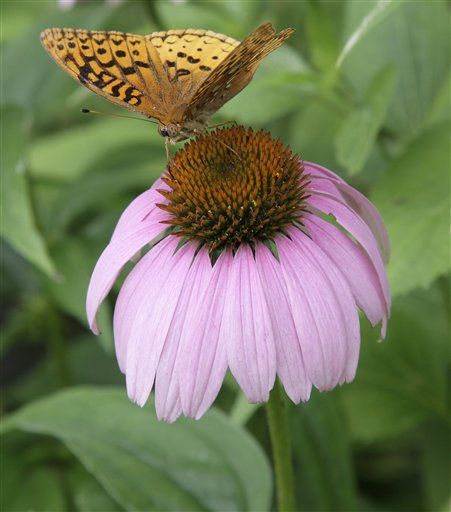 Echinacea Won't Ease Your Cold