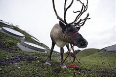 Reindeers with reflectors to stop car crashes.