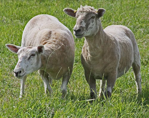 Drunk Driver Busted With 15 Sheep in His Mercedes