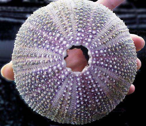 Self-Sharpening Tools? Sea Urchins Show How