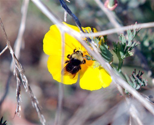 US Bumblebee Populations In Freefall