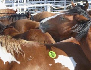 In US, a Push to Bring Back Horse Slaughterhouses