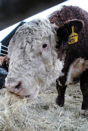 More Animal Die-Offs: 200 Cows in Wisconsin
