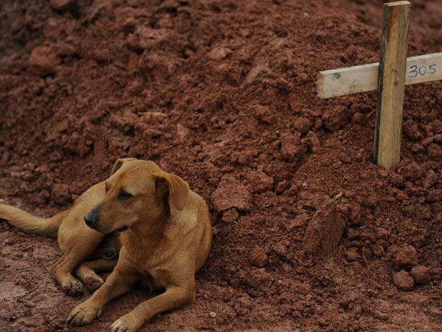Brazil Dog Keeps Vigil at Owner's Grave