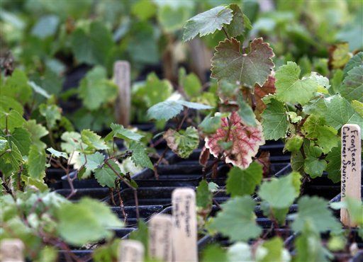 Vintners Will Genetically Engineer Wine Grapes