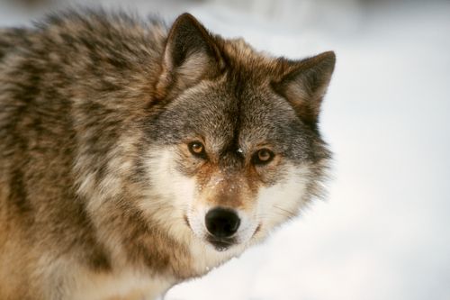 Teen Scares Off Wolves With ... Song by Creed