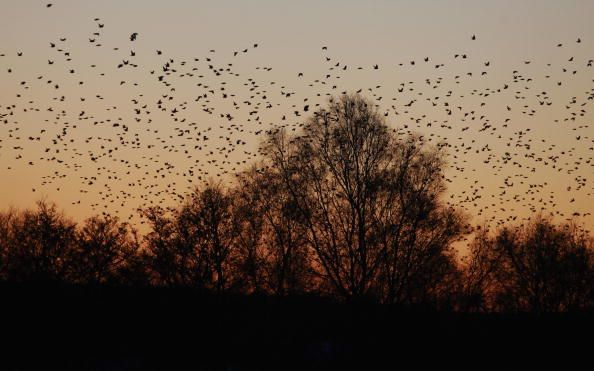 USDA: We Poisoned Those 200 Dead Birds