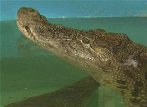 Crocodile's Appetite On Hold After Eating Phone