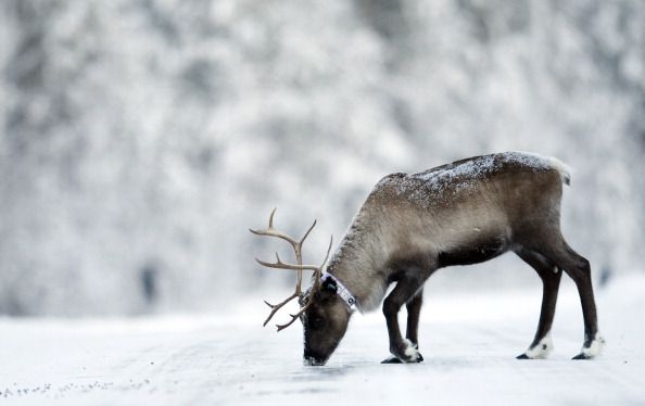 Castration Helps Reindeer Handle Climate Change