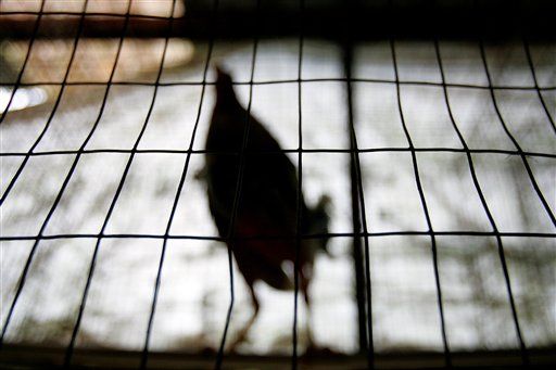 1K Roosters Put Down After Cockfighting Bust