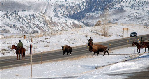 Hundreds of Yellowstone's Bison May Be Slaughtered