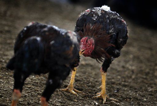Cockfighting Rooster Stabs, Kills Man