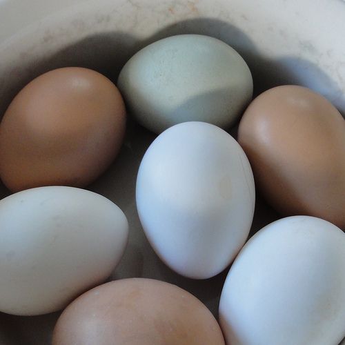 USDA: Eggs Actually Lower in Cholesterol, Higher in Vitamin D, Than Previously Thought