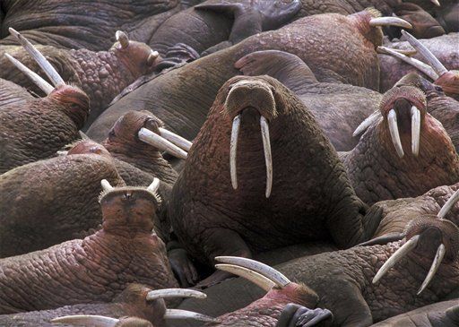 Walruses Short-Changed on Fed Protection