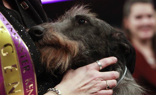 Westminster Kennel Club Dog Show Winner Is Scottish Deerhound