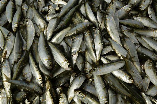 How to Save the Oceans: Eat Sardines