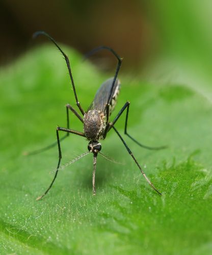 Fungus Cures Mosquitoes of Malaria