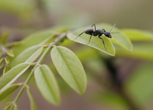 'Zombie Ants' Found in Brazil