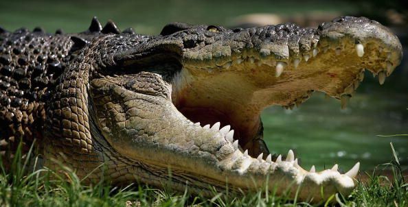 Croc Grabs Aussie Angler