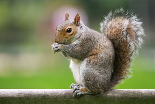 Rogue Squirrel Stalks Bennington, Vermont, Neighborhood