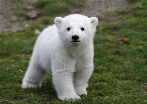 Polar Bear Knut Is Dead