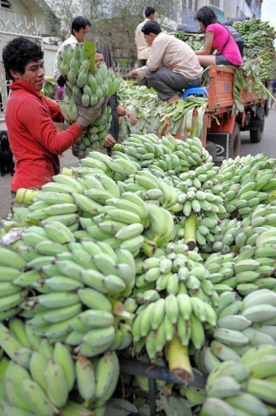 Bananas the Key to More Fuel-Efficient Cars?