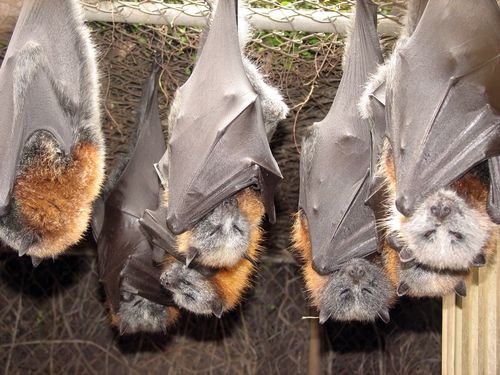 20K Bats Move Into Georgia House
