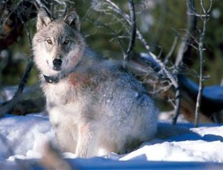 Budget-Deal Casualty: Gray Wolf