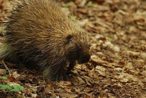 Pennsylvania Allows Hunters to Kill Porcupines