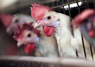 Organic Egg Farm Accused of Factory Farm Conditions